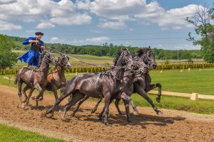 Why Horse Racing Tips India: Pro Tips to Win in India (2026)