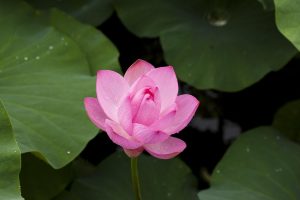 Real Money Lotus365 Login: Step-by-Step Guide for India (2026)